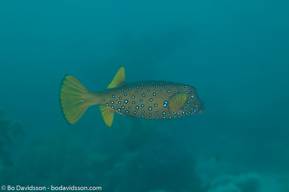 BD-120423-Fury-Shoal-6273-Ostracion-cubicus.-Linnaeus.-1758-[Yellow-boxfish].jpg